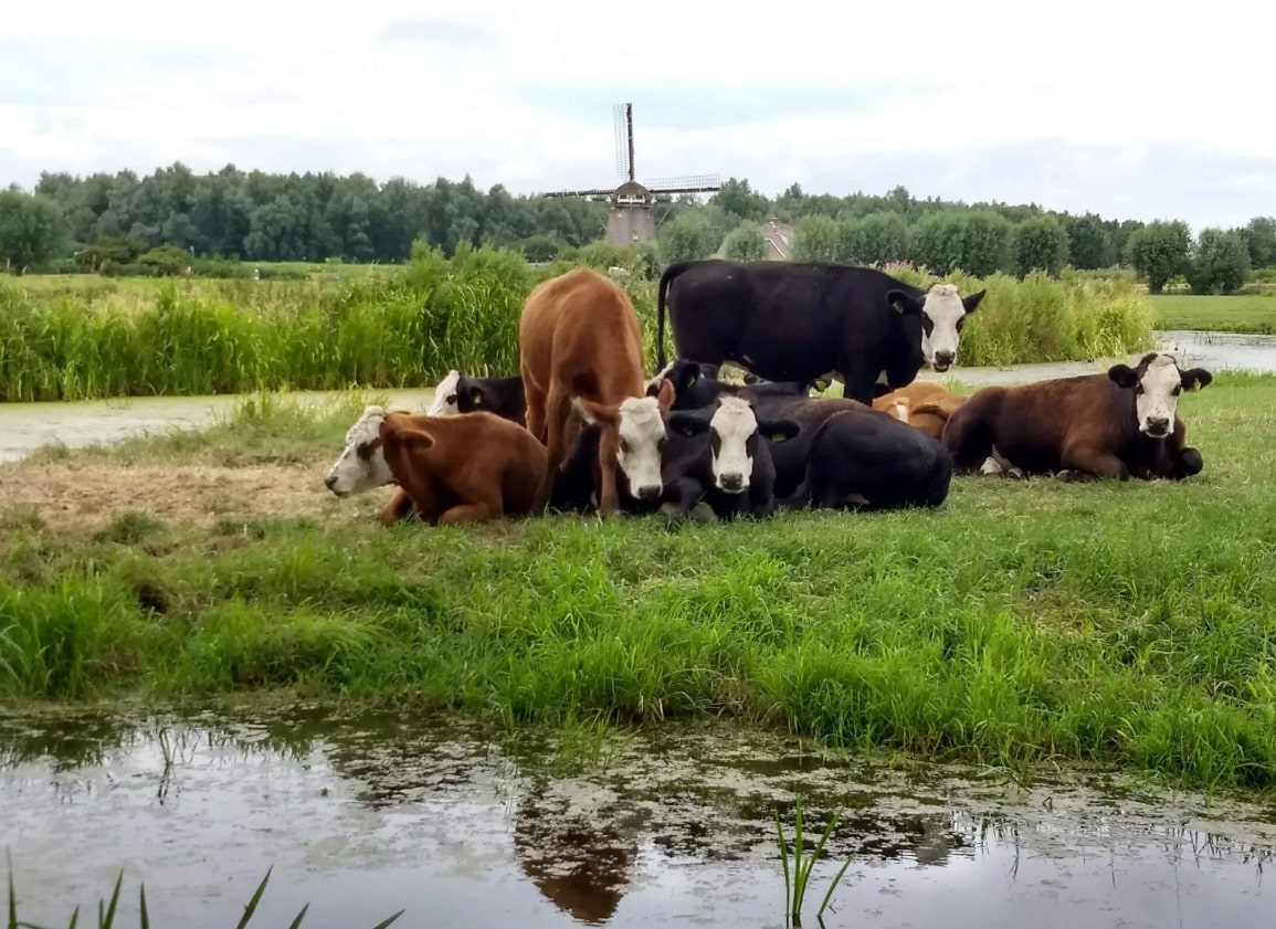 Bewoners Voorne aan Zee in verweer tegen plannen om delen Nederland onder water te zetten